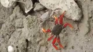 Goniopsis cruentata (aratu vermelho) preying a Uca maracoani (Caranguejo Violinista)