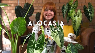 How to NOT kill your Alocasia! Care Guide for all my Alocasia's