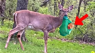 Deer Refuses To Let Baby Go, Ranger Bursts Into Tears When He Discovers Why