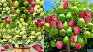 how to grow an apple tree and how to grow a guava tree at home.apples and guavas fruit tree.