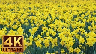 4K Ultra HD Golden Flowers - Skagit Valley Daffodils 3 - Trailer