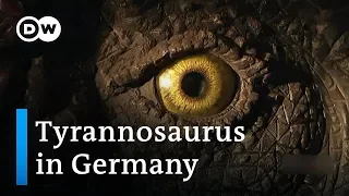 The dinosaur village | DW Documentary