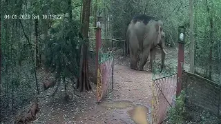 #jhargram forest road #elephants entering in area #cctv footage(Real)