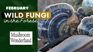 Wild Fungi in the Forest- Feburary 2024 foray