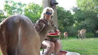 Bambi tastes watermelon (240)