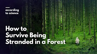 How to Survive Being Lost in the Forest, According to Science