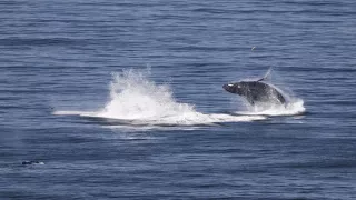 Whales in Big Sur 2017