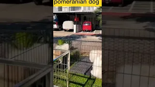 tik tok chó phốc sóc mini 😍 funny and cute pomeranian video/pomeranian dog #DOGS #pomeranian #407