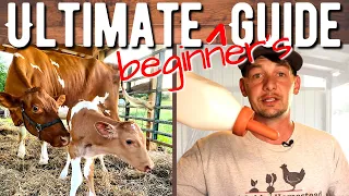 What to Have Ready BEFORE Your Cow Has a Calf | Beginner's Guide