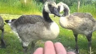 Wild geese attack