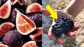 Los 7 Frutos de la Tierra Prometida ¿Qué vieron los espías?