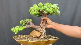 Jade Bonsai/ How to Create Thick Trunk