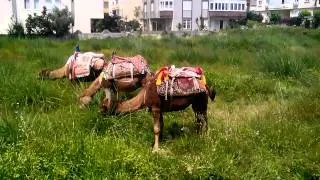 Турецкие верблюды