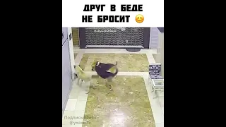 Кот спас друга от СОБАК