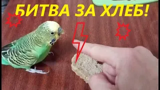 Битва за хлеб!  Мистер Кеша Попугай кусается! Bread battle ! Mister Kesha bites my finger! #shorts