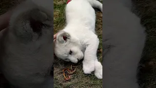 Тайган: белый львёнок в фотозоне #shorts #taigan #white lion cubs #тайган #белый львёнок