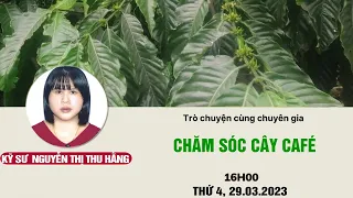 Chăm sóc cây café - Chuyện nhà nông | Trực tiếp ngày 29/03/2023 | Radio97