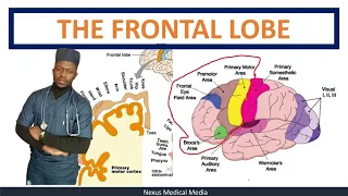 Cerebrum| Frontal lobe anatomy,  functions and lessons