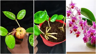 Old orchids quickly take root and bloom thanks to this trick | Grow orchid plants in apple