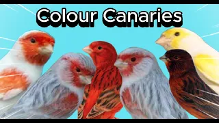 Types Of Colour Canaries┃British Colour Canary Club