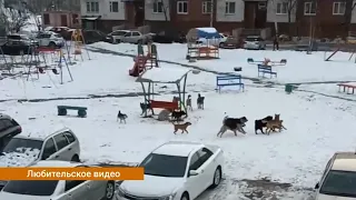 Когда возобновится отлов бродячих собак в городе