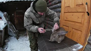 У кролика ушной клещ Лечение в домашних условиях Керосин с подсолнечным маслом