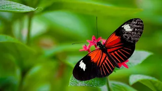 Beautiful flowers 4k video | Butterfly on Flowers Relaxing Music | Wayfarer flims