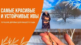 ЛУЧШИЕ ДЕРЕВЬЯ ДЛЯ ВАШЕГО САДА | САМЫЕ КРАСИВЫЕ И УСТОЙЧИВЫЕ ИВЫ