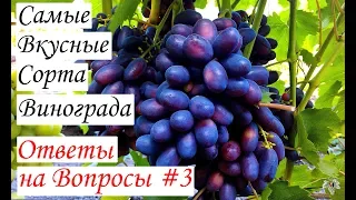 Самые вкусные сорта винограда. Ответы на вопросы #3