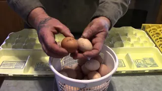 Selecting Eggs for Incubation/Hatching