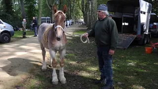 SINT-PIETERS-LEEUW Kampioenschap TREKPAARDEN 2022 / Colomapark