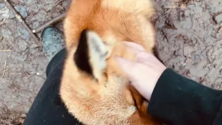 Porsha the Red Fox Wants ALL the Attention!