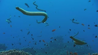 The adaptations of sea snakes - The Wonder of Animals: Episode 11 Preview - BBC Four