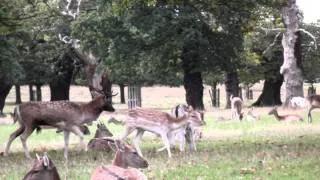 Fallow Deer Rut 2010 at Richmond Park in London