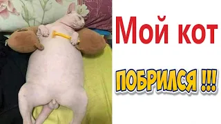 МЕМЫ! МОЙ КОТ ПОБРИЛСЯ! Смешные видео от Доми шоу!