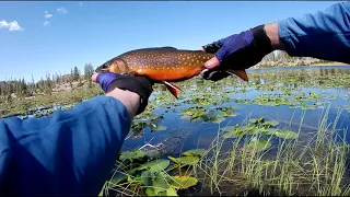 A day hike fly fishing trip in the High Uintas