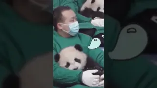 Get A New Job As A Panda Cuddler - It's A Thing