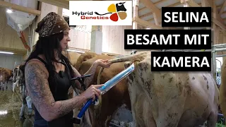 Rinderbesamung mit Kamera (EyeBreed) im neuen Kuhstall #landwirtschaft