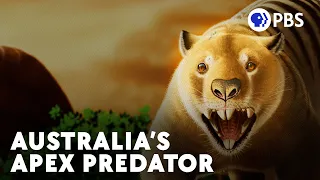 When The "Combat Wombat" Became An Apex Predator