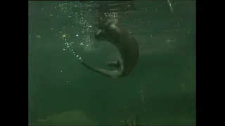 Выдра обыкновенная - Lutra lutra lutra – Видра річкова - Eurasian otter