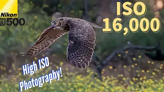Nikon D500 - Shooting Owls with Extremely HIGH ISO #Lightroom #denoise #DenoiseAI