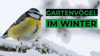 häufige Gartenvögel im Winter mit Gesang