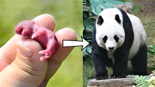 15 Baby Animals That Grow Up To Be Huge!