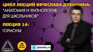 Вячеслав Дубынин: "Гормоны" (Лекция 14)