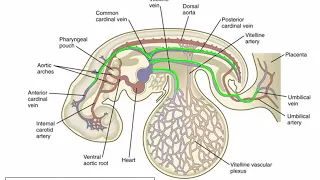 Embryonic circulation