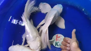 Bibit butterfly koi fish import ready beserta harga nya, tonton sampai habis 10 Maret 2024