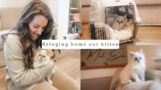 Bringing Home Our Ragdoll Kitten ~ first day at home ~ SO CUTE