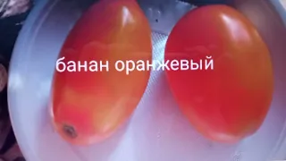 Рекомендую томаты для хранения. Список лежких сортов томатов.