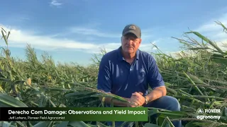 Derecho Corn Damage: Observations and Yield Impact