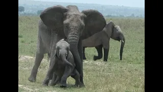 Aggressive behaviour of a mom elephant towards an orphaned baby elephant in the herd.